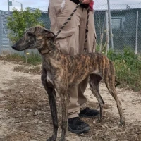 Adopta a Venus