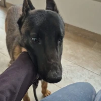Adopta a Cleopatra, Malinois Joven, 645978718