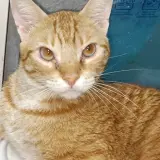 Adopta a Koto