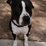 Adopta a Duke