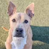 Adopta a Kira Tlf  645978718