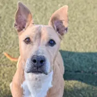 Adopta a Kira, Tlf De Contacto 645978718