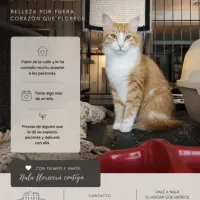 Adopta a Nala