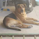 Adopta a *Dom*
