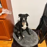 Adopta a Tyson