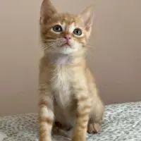 Adopta a Bebé Elio