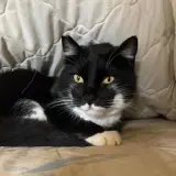 Adopta a Monet