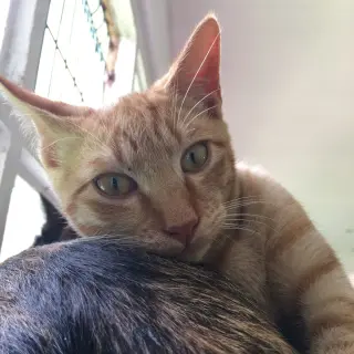 Eros