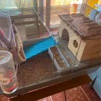 Adopta a Damon & Lisa