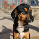 Adopta a Valentín, Perrito En Adopción