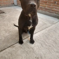 Adopta a Gero