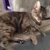 Adopta a Bahama