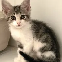 Adopta a Trinité