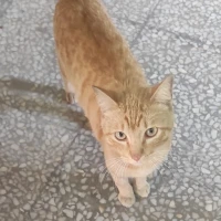 Adopta a Orange