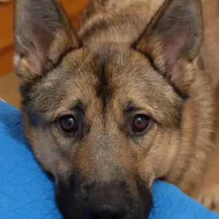 Rot