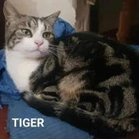 Adopta a Tiger