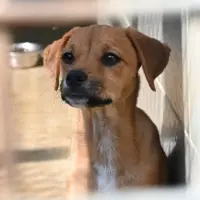 Adopta a Brownie