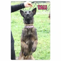 Adopta a Tally