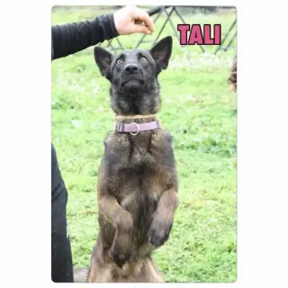 Tally