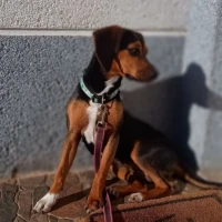 Adopta a Luna