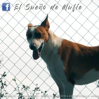 Adopta a Juancho