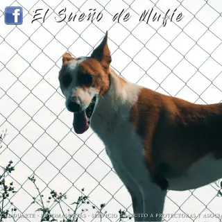 Juancho