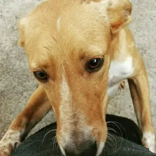 Turbi