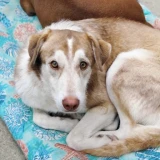 Adopta a Makale