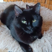 Adopta a Sade