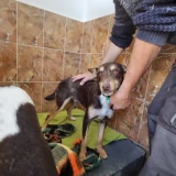 Adopta a Cohete, Perrito Pequeño