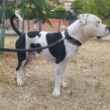 Adopta a Ihler