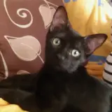Adopta a Any