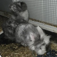 Adopta a Squishy Y Bombón