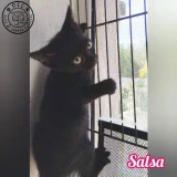 Adopta a Salsa