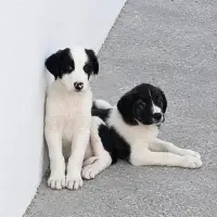 Adopta a Regalo Cachorros