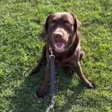 Adopta a Neo