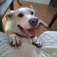 Adopta a Ragnar