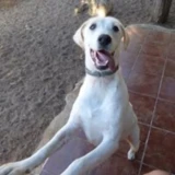 Adopta a Maximilian Pegatina