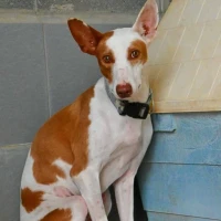 Adopta a Aretha