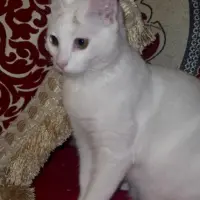 Adopta a Pikolin