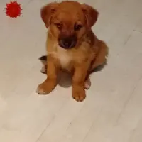 Adopta a Odin