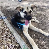 Adopta a Zeus