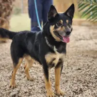 Adopta a Canelo