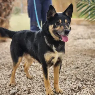 Canelo