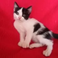 Adopta a Pirata