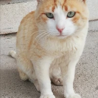 Adopta a Gato Colegio