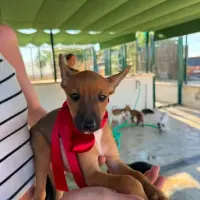 Adopta a Lago Cachorro  Tamaño Pequeño 645978718