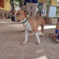 Adopta a Palomo