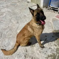 Adopta a Sacha