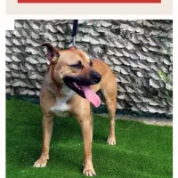Adopta a Amador